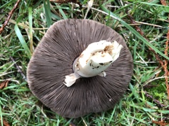 Agaricus buckmacadooi
