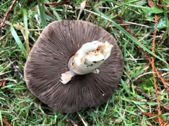 Agaricus buckmacadooi