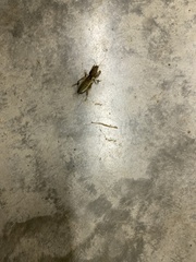 Neoscapteriscus borellii