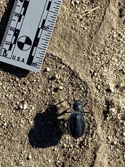 Stenomorpha confluens