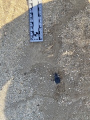 Stenomorpha confluens