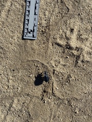 Stenomorpha confluens