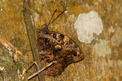 Opsiphanes quiteria meridionalis