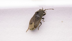 Stygnocoris fuligineus