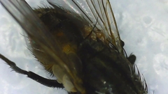 Musca domestica