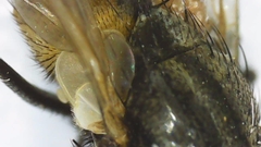 Musca domestica