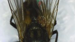 Musca domestica