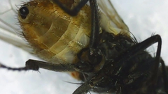 Musca domestica