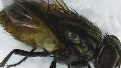 Musca domestica