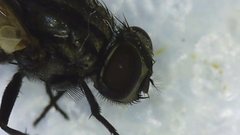 Musca domestica