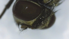 Musca domestica