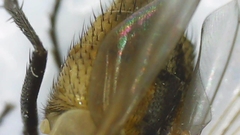Musca domestica