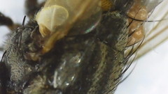 Musca domestica