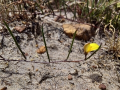 Aspalathus lebeckioides