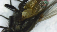 Musca domestica