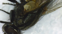 Musca domestica