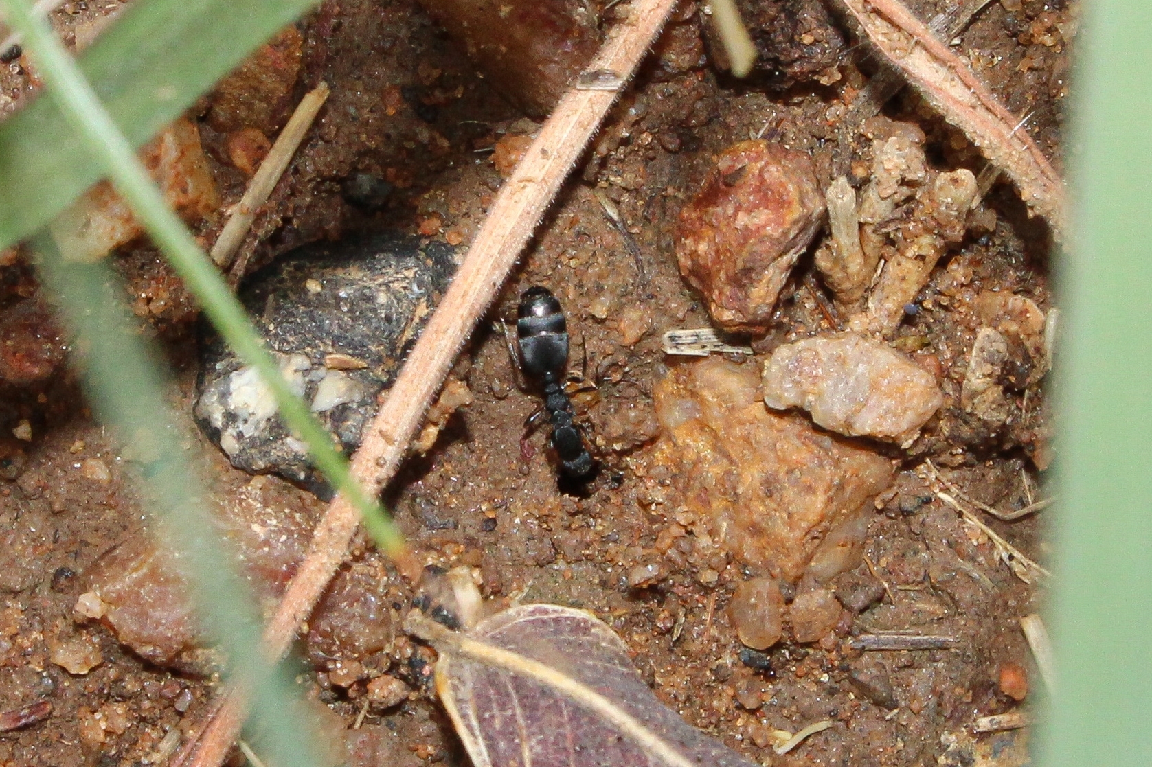 Monomorium salomonis
