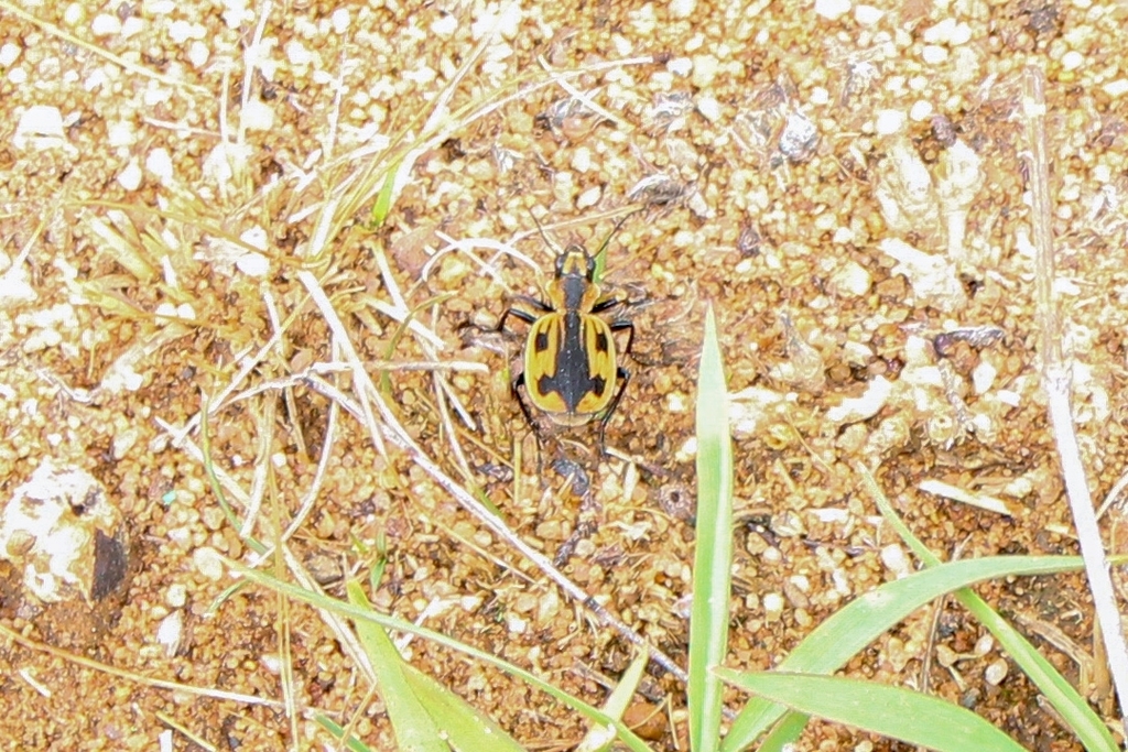 Graphipterus mashunus