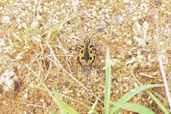 Graphipterus mashunus