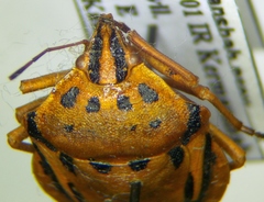 Graphosoma