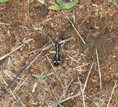 Cypholoba graphipteroides