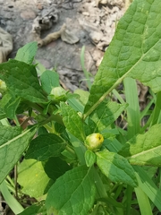 Carpesium abrotanoides