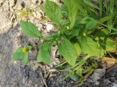 Carpesium abrotanoides