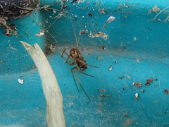 Steatoda triangulosa