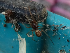 Steatoda triangulosa
