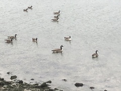 Branta canadensis
