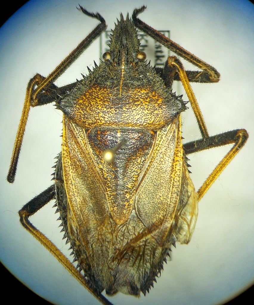 Mustha gigantea
