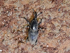 Cosmopolites sordidus