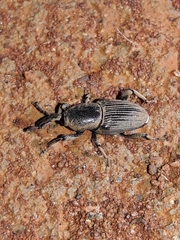 Cosmopolites sordidus