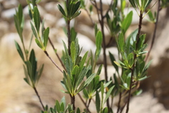 Kageneckia lanceolata