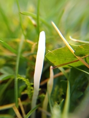 Clavaria acuta