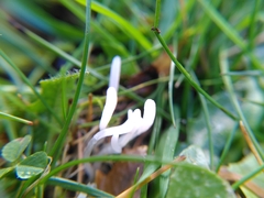 Clavaria acuta