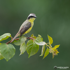 Three-Striped Flycatcher photo 3