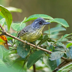 Dysithamnus stictothorax