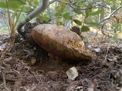 Rubroboletus haematinus