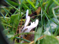 Clavaria acuta