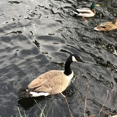 Branta canadensis