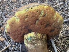 Rubroboletus haematinus