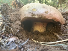 Rubroboletus haematinus