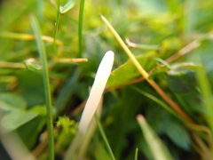Clavaria acuta