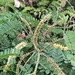 Spiny Splinter-Bean - Photo (c) Troos van der Merwe, some rights reserved (CC BY-NC), uploaded by Troos van der Merwe