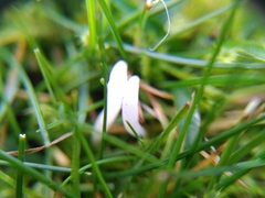 Clavaria acuta