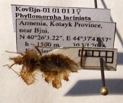 Phyllomorpha laciniata