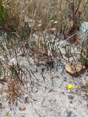 Aspalathus lebeckioides