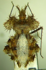 Phyllomorpha laciniata