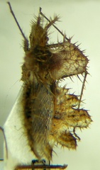 Phyllomorpha laciniata